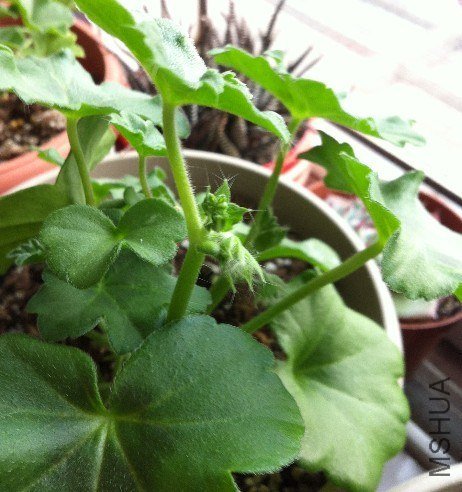 Mexica Nealit 0301.jpg