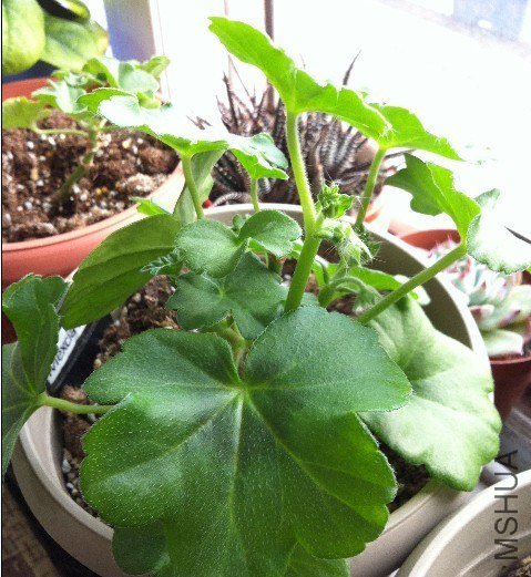 Mexica Nealit 0302.jpg