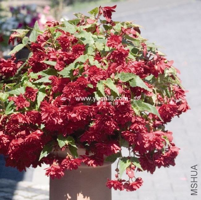 B1301 red.jpg