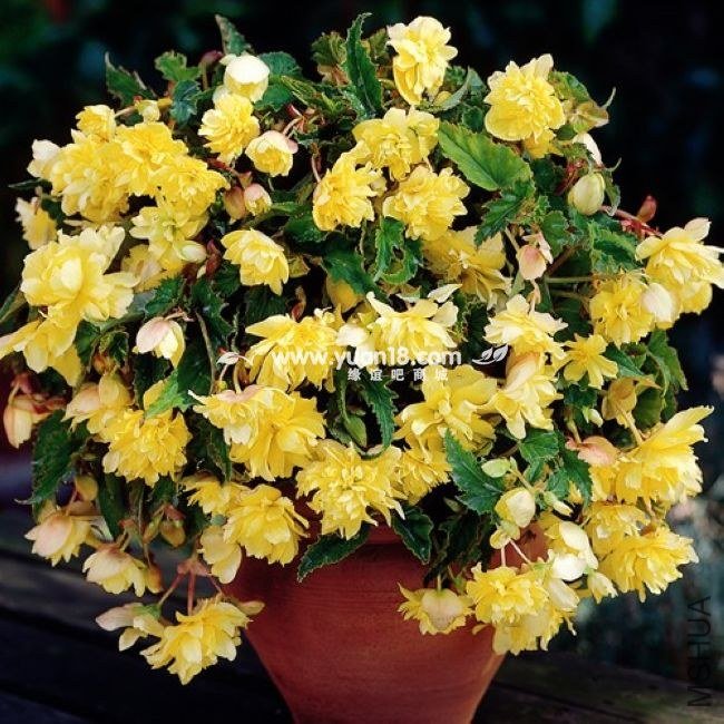 B1304 Yellow.jpg