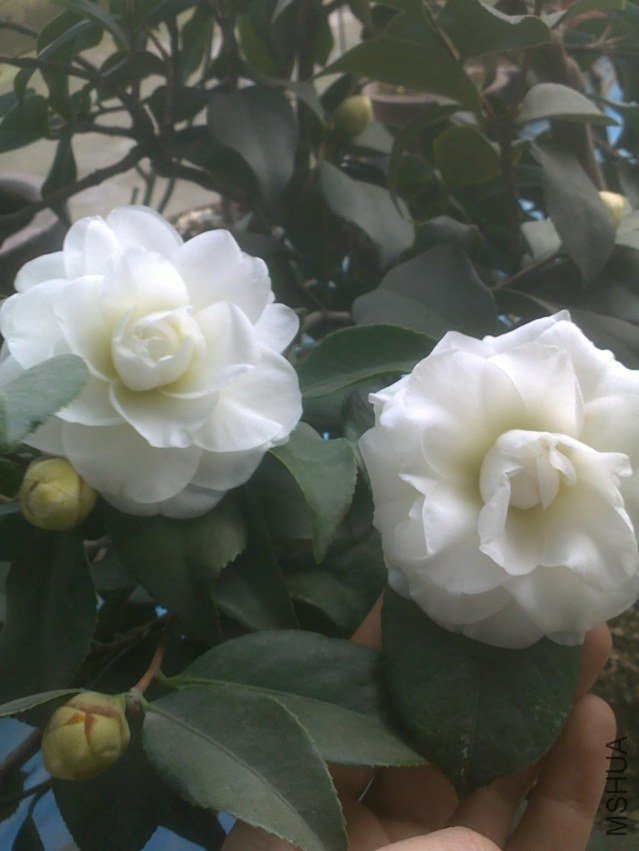 201301241008.jpg