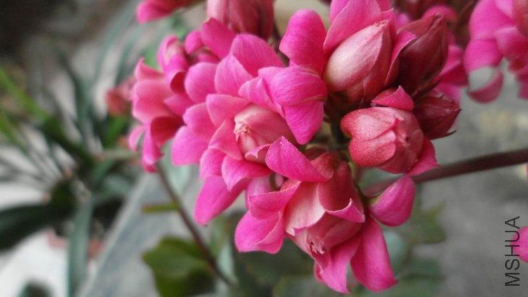 ������С SAM_0872.JPG