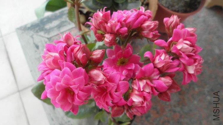 ������С SAM_0705.JPG