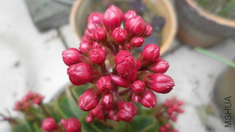 ������С SAM_0740.JPG