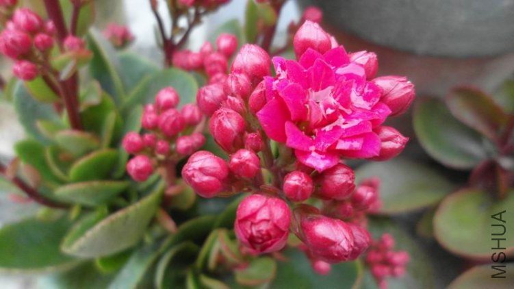 ������С SAM_0747.JPG