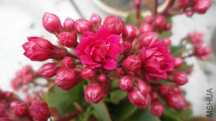 ������С SAM_0739.JPG