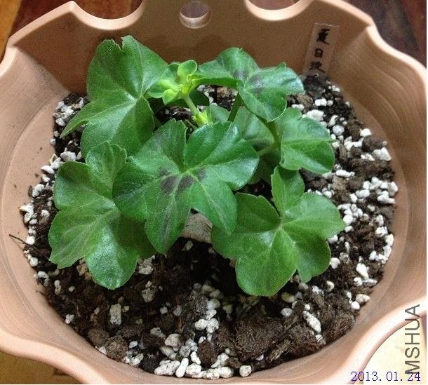 ����õ�� 2013.01.24.JPG