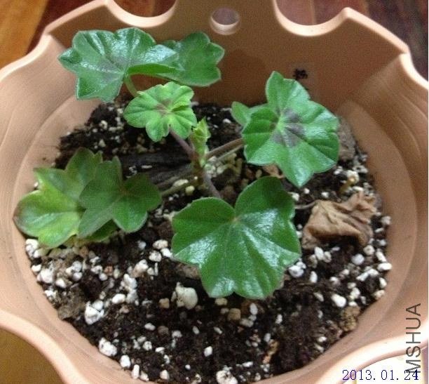 ��Ů�� 2013.01.24.JPG