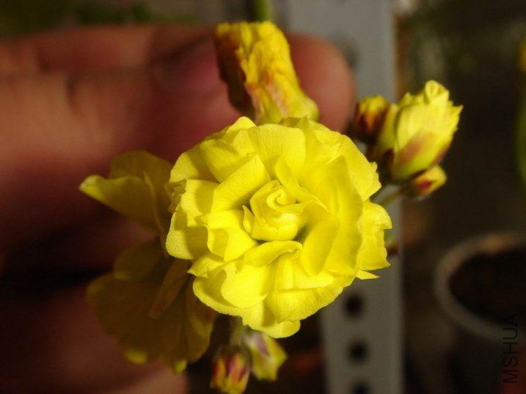 ������С DSC04110.JPG