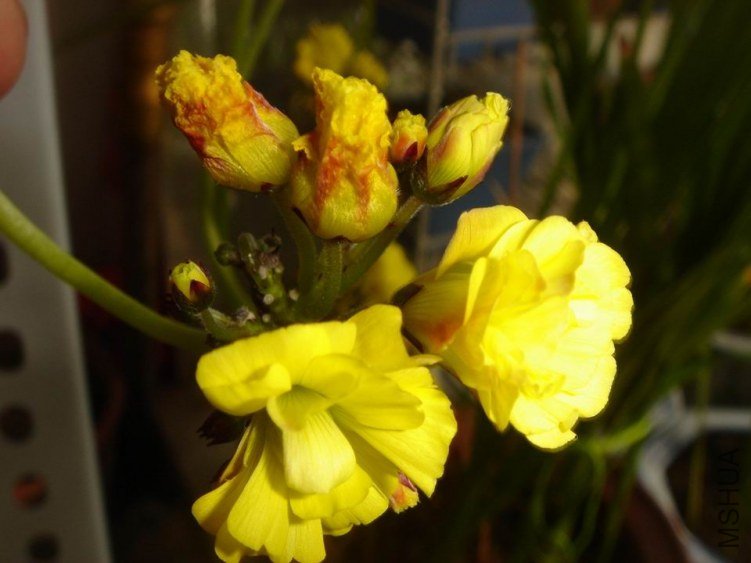 ������С DSC04107.JPG