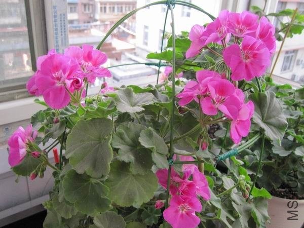 ������С IMG_0214.JPG