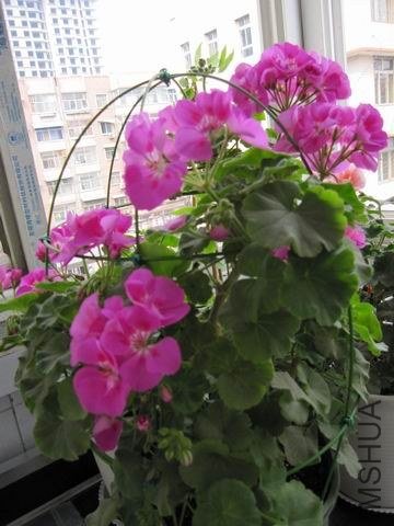 ������С IMG_0298.JPG