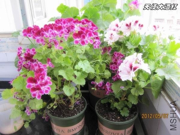 ������С ��ƺ�.jpg