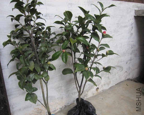 IMG_9786.jpg