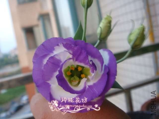 2011���ﲥƷ��