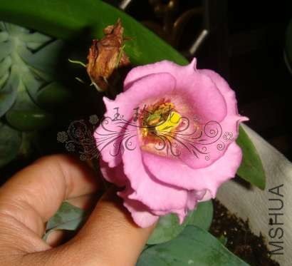 2012�괺��Ʒ��