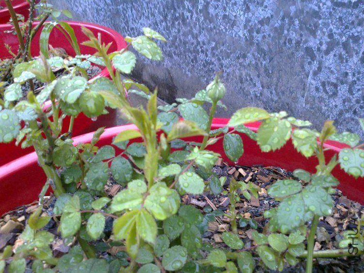 ��Ƭ0797.jpg