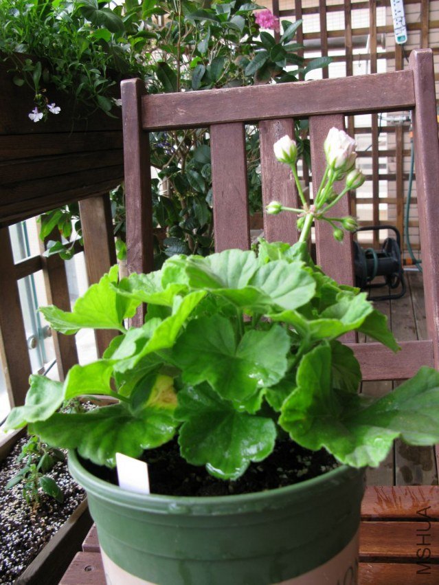 ��ɿɵĻ����쿪�ˣ������ȿ��˻���׼������������2��������ȥ