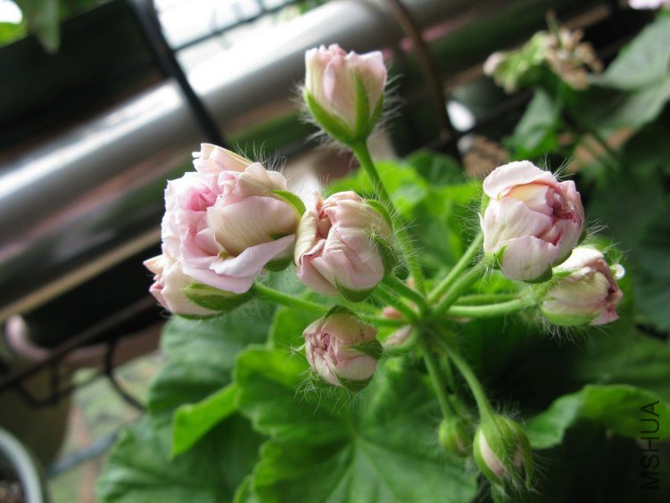 ��ɿɵĻ���