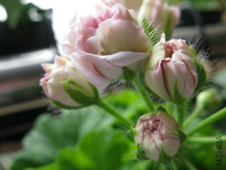 �ܿ�Ҫ����