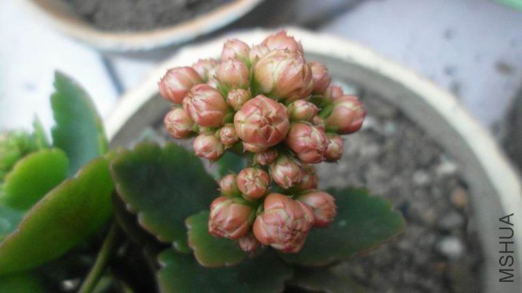 ������С SAM_0726.JPG