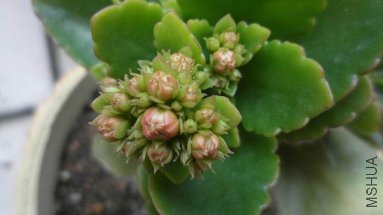 ������С SAM_0728.JPG