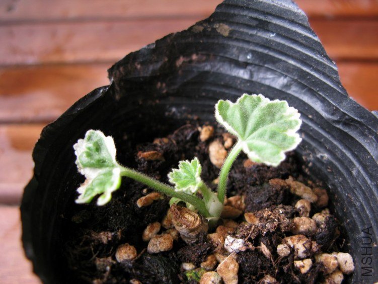 �ٺ������������ֳ����ˣ�Ҷ����1cm����