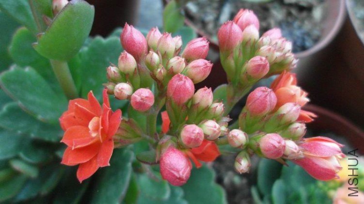 ������С SAM_0813.JPG