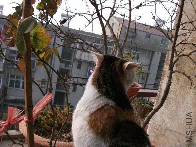 �ö�С������