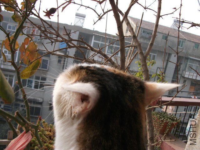 ��Ƭ 005.jpg