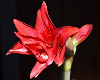 DSC_0041.jpg
