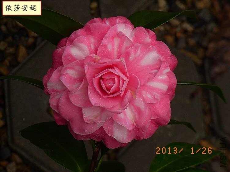 ��ɯ����1A.jpg