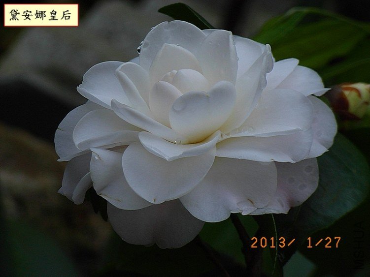 �찲�Ȼʺ�1A.JPG