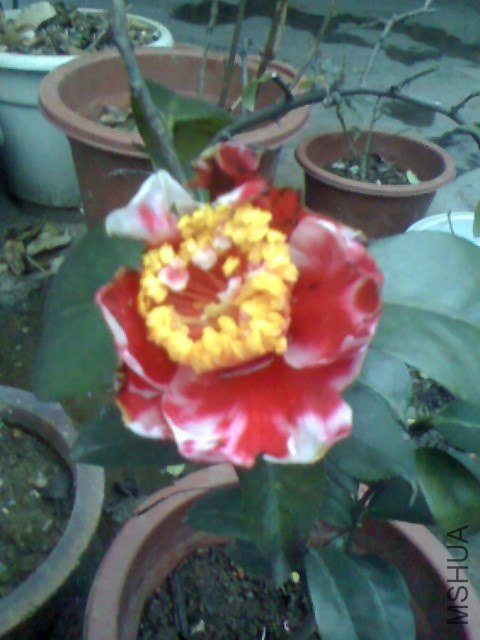 IMG0124175800.jpg