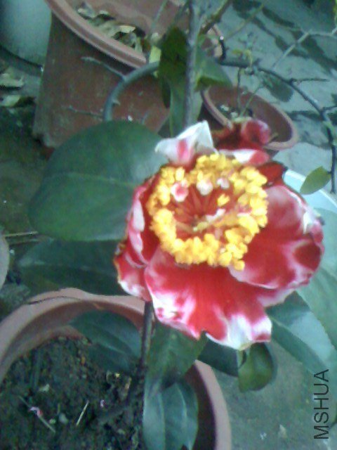 IMG0124175900.jpg