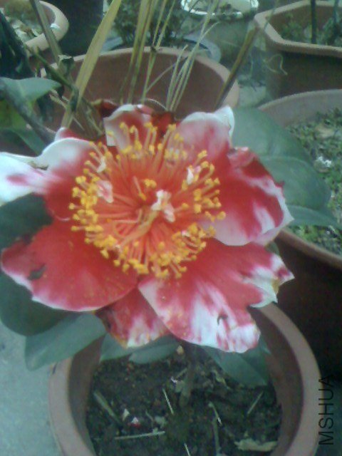 IMG0126180000.jpg