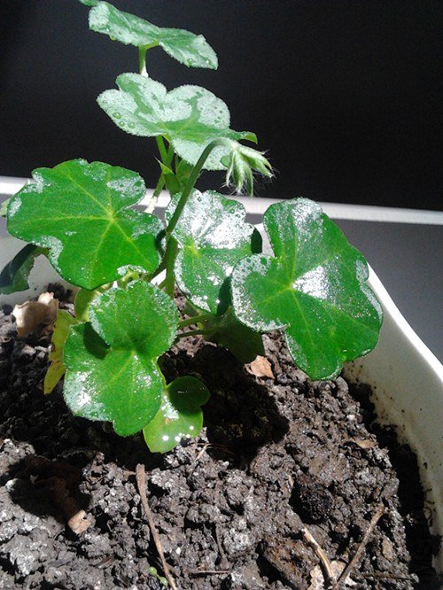 2013-01-24 18.39.33_����.jpg