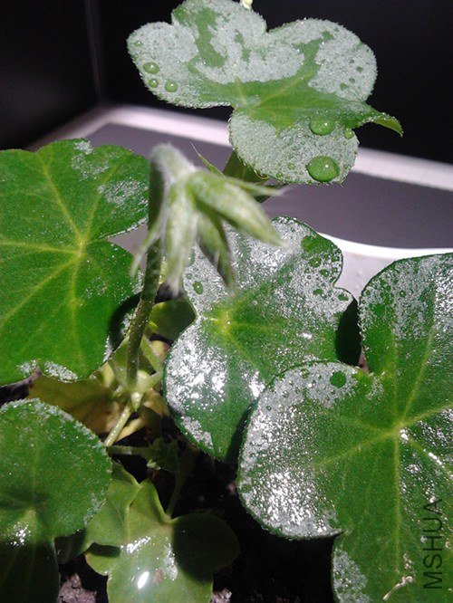 2013-01-24 18.39.39_����.jpg