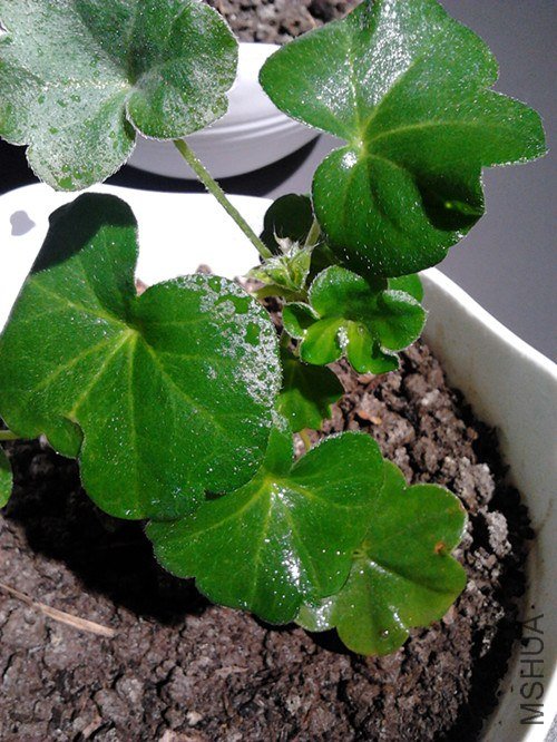 2013-01-24 18.42.46_����.jpg