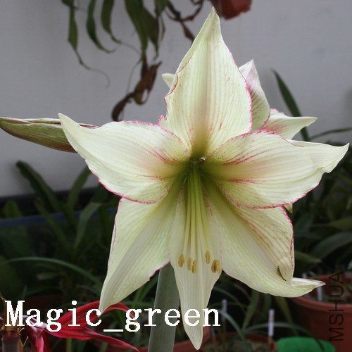 12��ħ��֮�� Magic Green.jpg