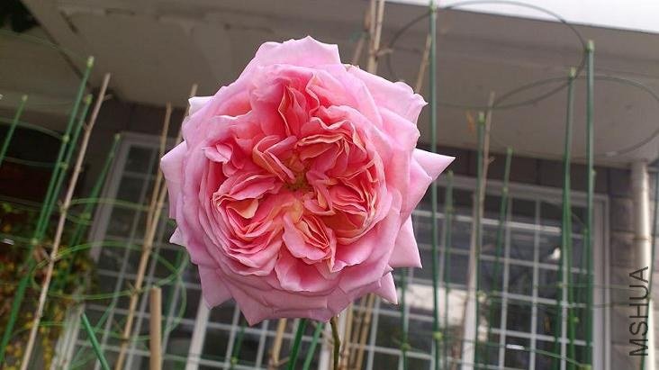 DSC_2268.JPG