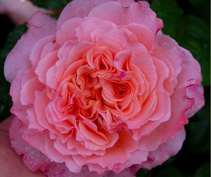 �¹�˹��·��˹��Augusta Luise��.jpg