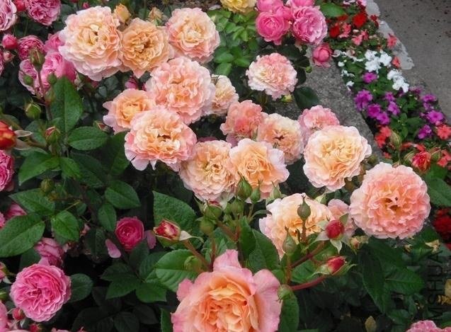 �¹�˹��·��˹��Augusta Luise��1.jpg