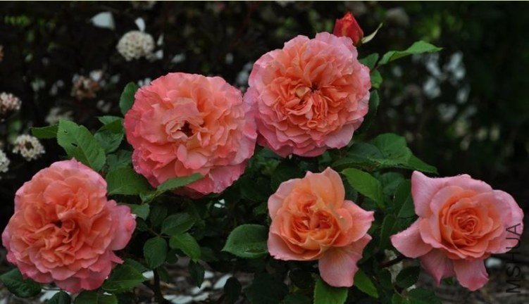 �¹�˹��·��˹��Augusta Luise��2.jpg