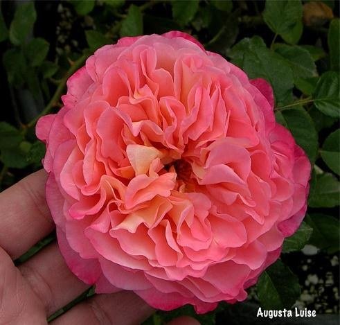 �¹�˹��·��˹��Augusta Luise��3.jpg