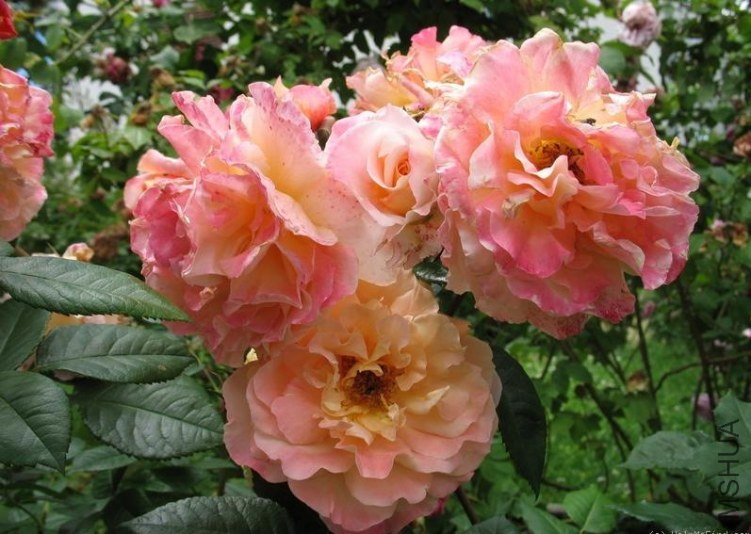 �¹�˹��·��˹��Augusta Luise��4.jpg