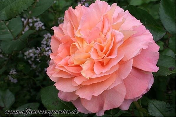 �¹�˹��·��˹��Augusta Luise��5.jpg