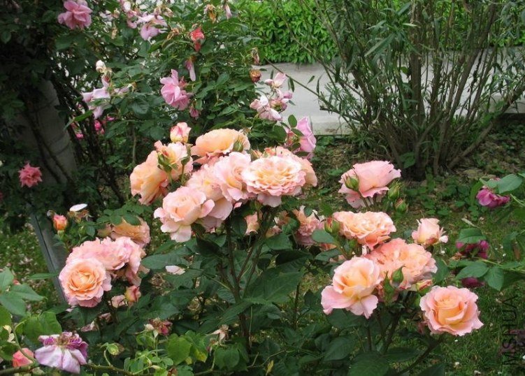 �¹�˹��·��˹��Augusta Luise��6.jpg