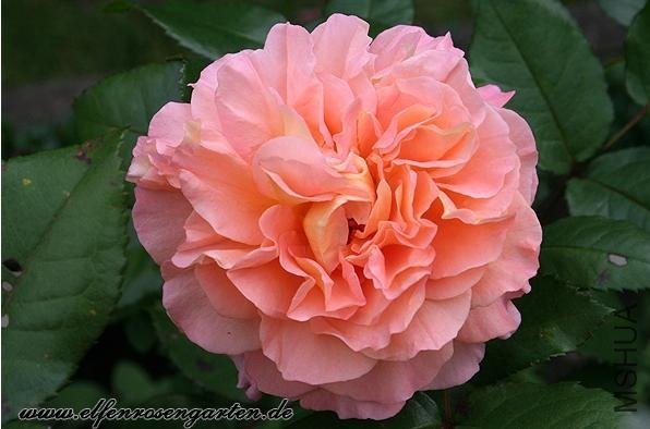 �¹�˹��·��˹��Augusta Luise��7.jpg