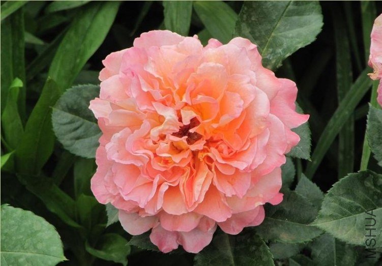 �¹�˹��·��˹��Augusta Luise��8.jpg